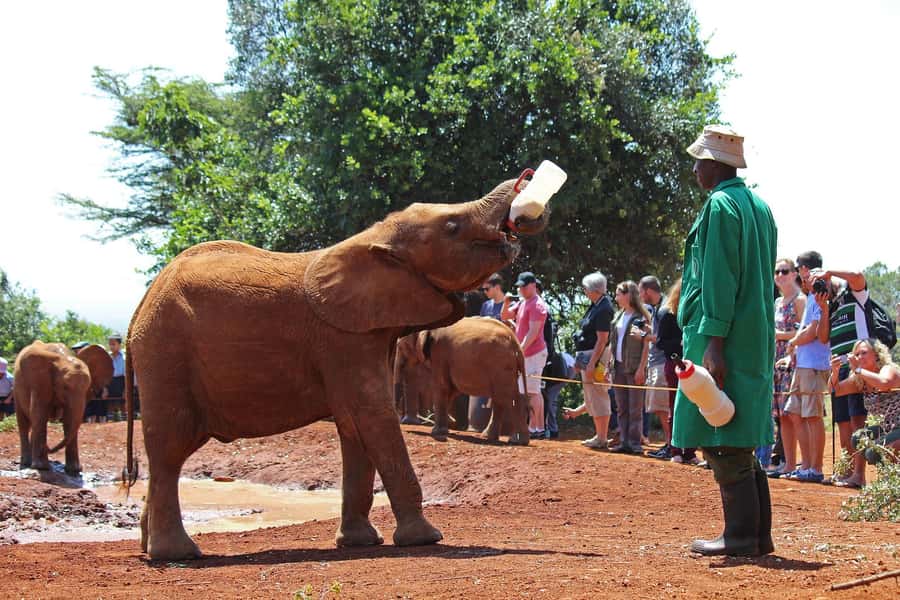 From Nairobi: David Sheldrick Elephant Orphanage Tour - Small-group transport and guide quality