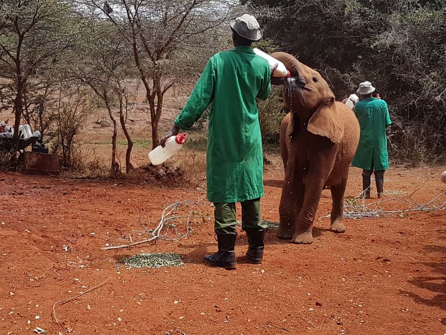 From Nairobi: David Sheldrick Elephant Orphanage Tour - The 9:30 a.m. pickup and Nairobi traffic