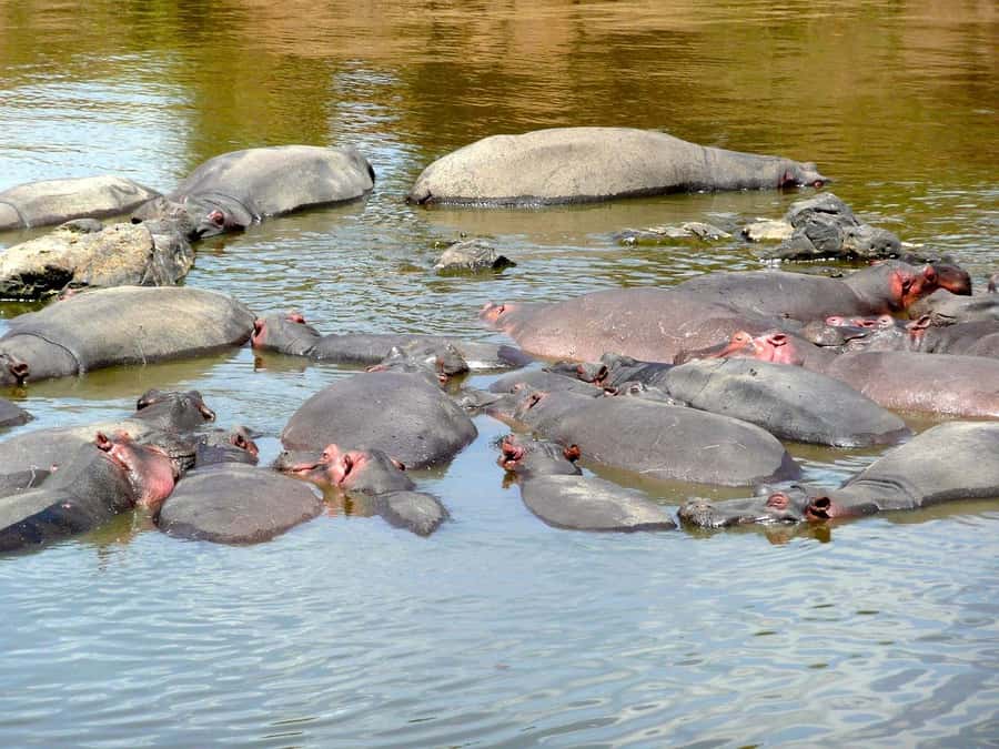 From Nairobi: Day Tour to Maasai Mara - Six hours of game viewing in the Mara