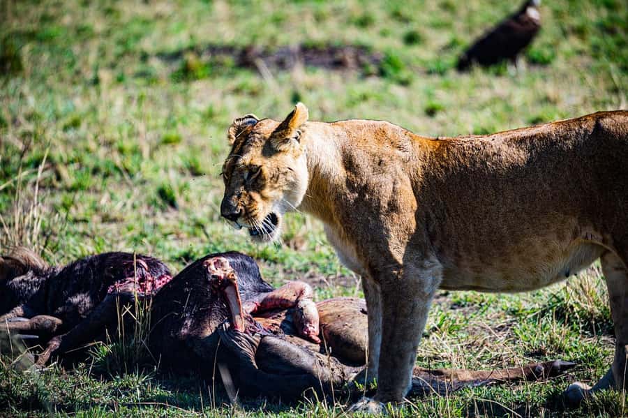 From Nairobi: Day Tour to Maasai Mara - The people who will enjoy this most