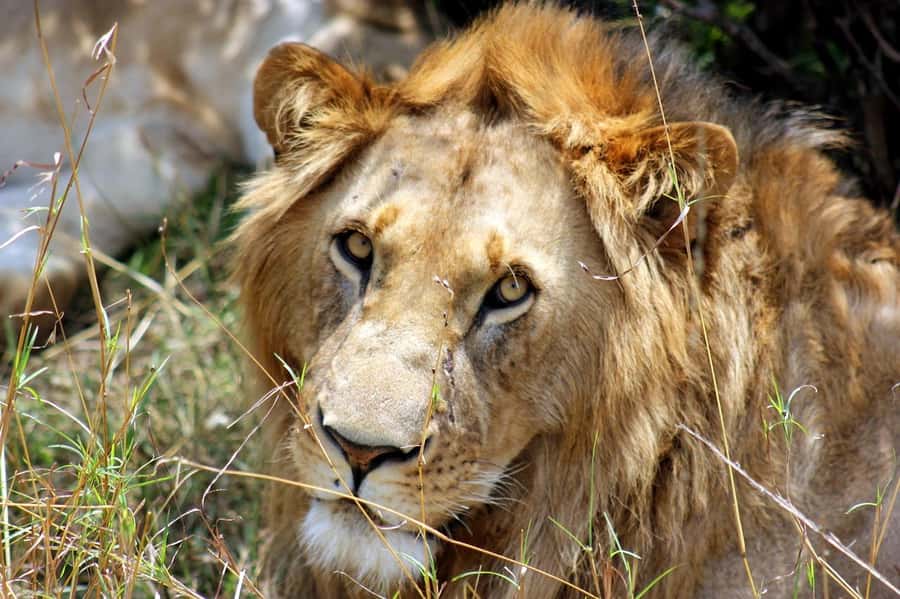 From Nairobi: Day Tour to Maasai Mara - Practical preparation for a better day