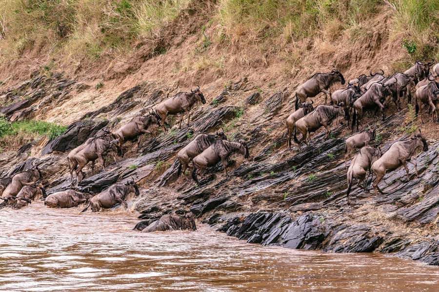 From Nairobi: Day Tour to Maasai Mara - The 5:00am departure from Nairobi