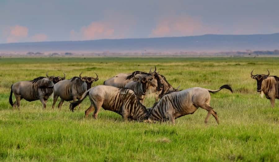 From Nairobi: Day Trip to Amboseli National Park - Key points to know before booking