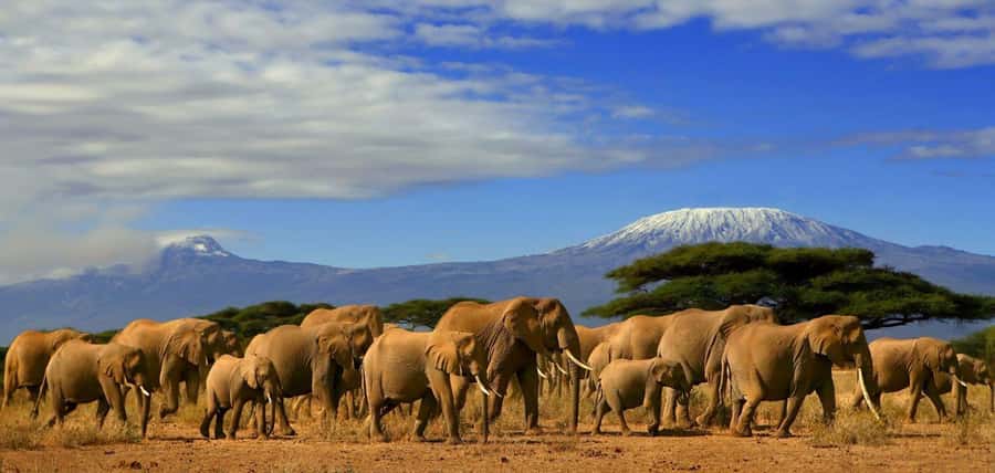 From Nairobi: Day Trip to Amboseli National Park - Why Amboseli works so well as a Nairobi day trip