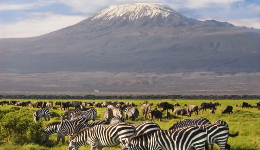 From Nairobi: Day Trip to Amboseli National Park - Lunch at Ol Tukai Lodge