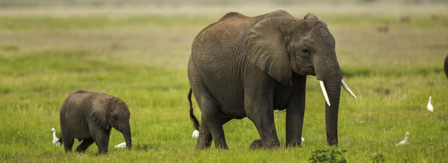 From Nairobi: Day Trip to Amboseli National Park - The return to Nairobi can test your patience