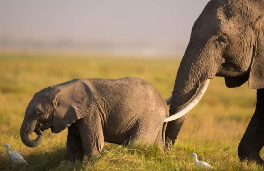 From Nairobi: Day Trip to Amboseli National Park - What the $422 price includes