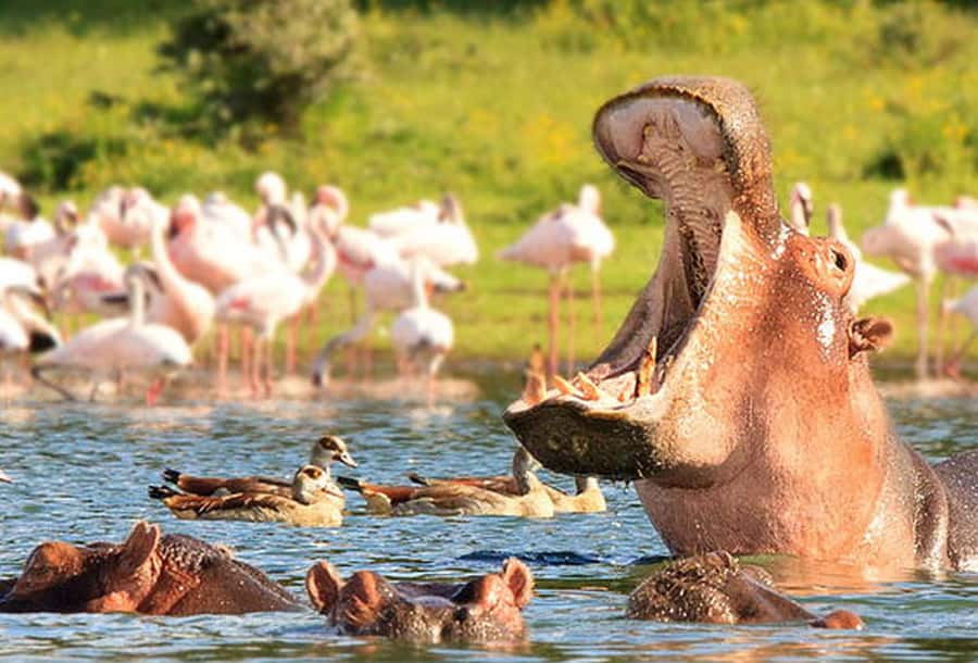 From Nairobi: Day Trip to Hells gate and Lake Naivasha - Key points at a glance