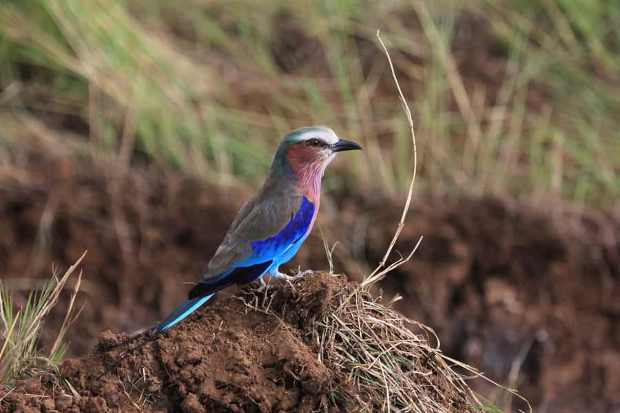 From Nairobi: Day Trip to Hells gate and Lake Naivasha - What the price really means