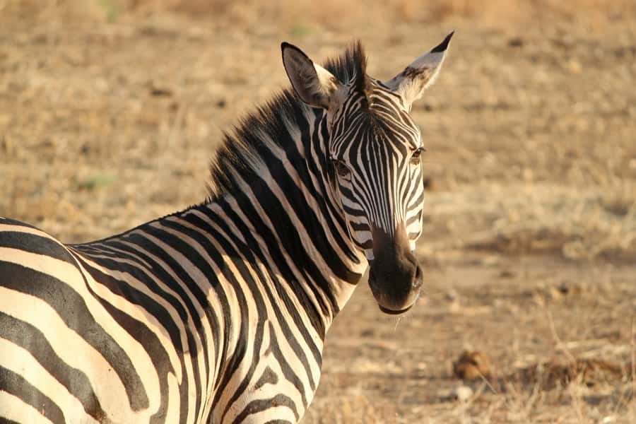 From Nairobi: Day Trip to Hells gate and Lake Naivasha - How to prepare for the day