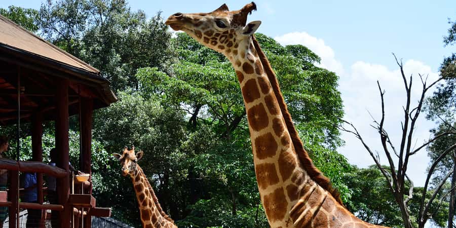 From Nairobi: Elephant Orphanage and Giraffe Center Day Trip - The David Sheldrick Wildlife Trust is the emotional centrepiece