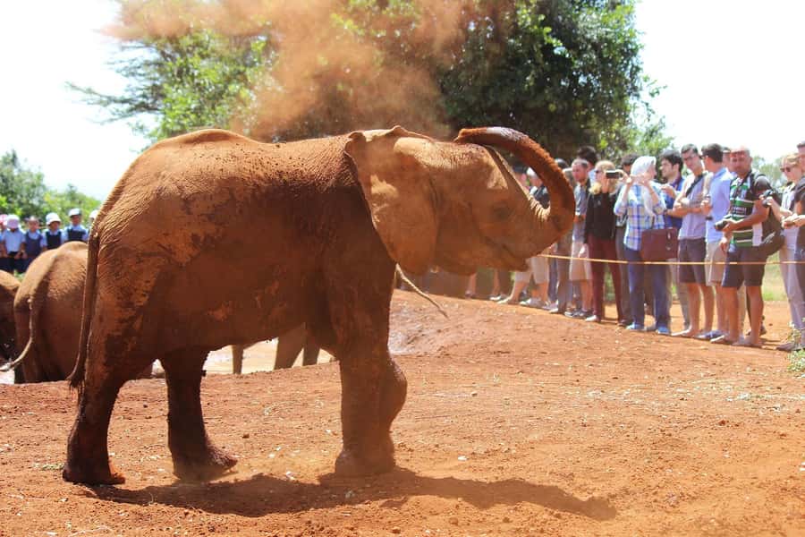 From Nairobi: Elephant Orphanage and Giraffe Center Day Trip - How much value do you get for $90?
