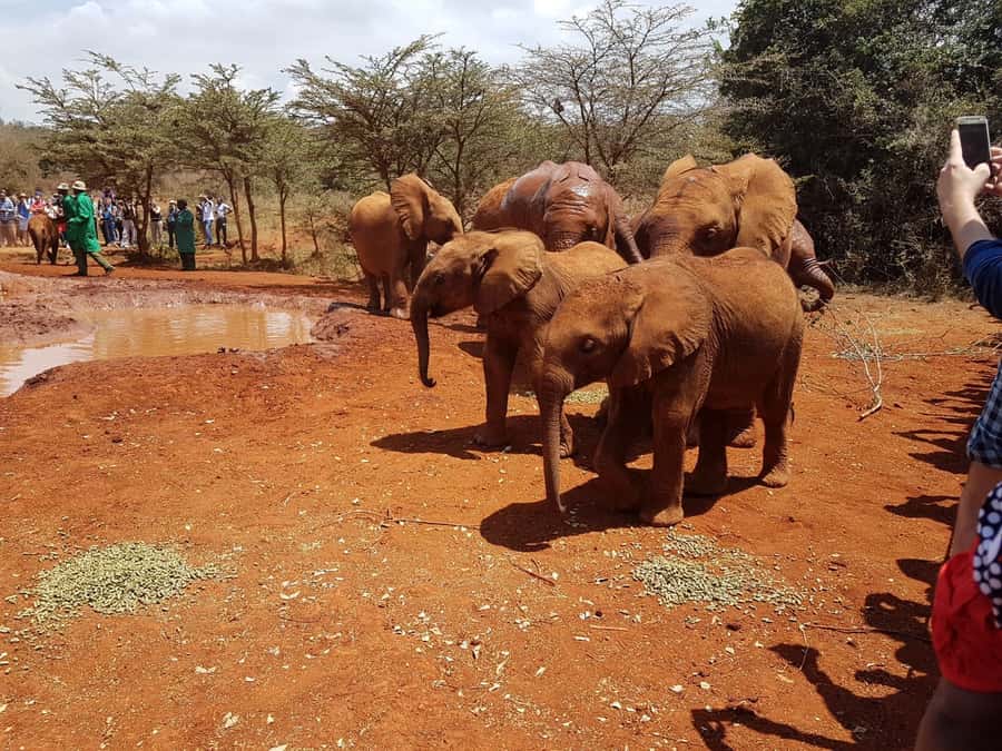 From Nairobi: Elephant Orphanage and Giraffe Center Day Trip - Who should book this Nairobi outing?