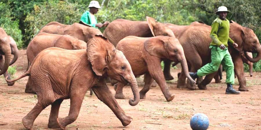 From Nairobi: Elephant Orphanage and Giraffe Center Day Trip - Start at the Giraffe Centre for a close encounter