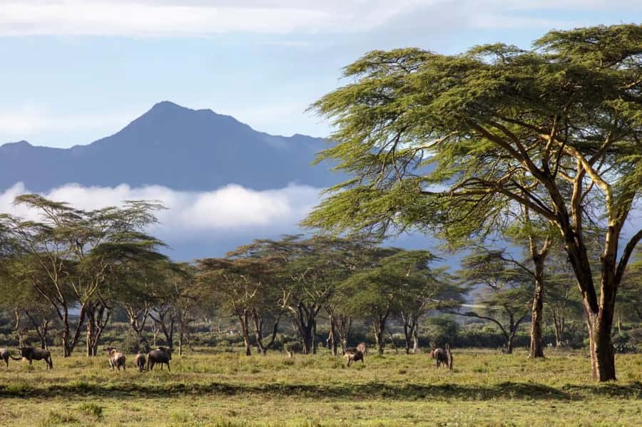 From Nairobi: Horseback Wildlife Safari with Transfer & Meal - Why this horseback safari makes sense from Nairobi