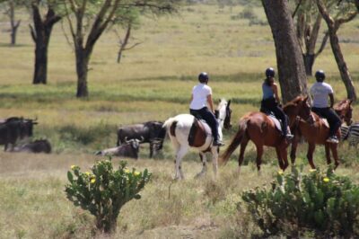 Horseback Wildlife Safari with Transfer & Meal