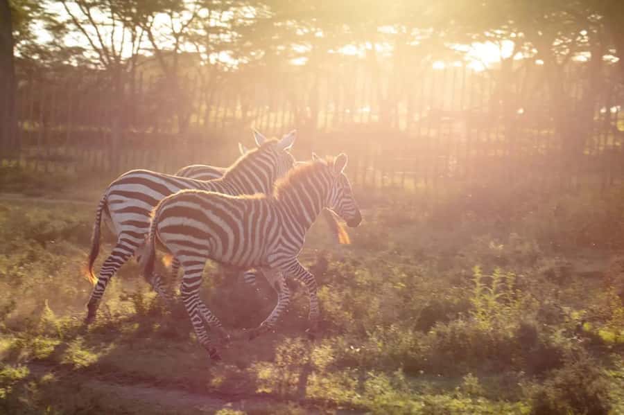 From Nairobi: Horseback Wildlife Safari with Transfer & Meal - Riding through the open savannah