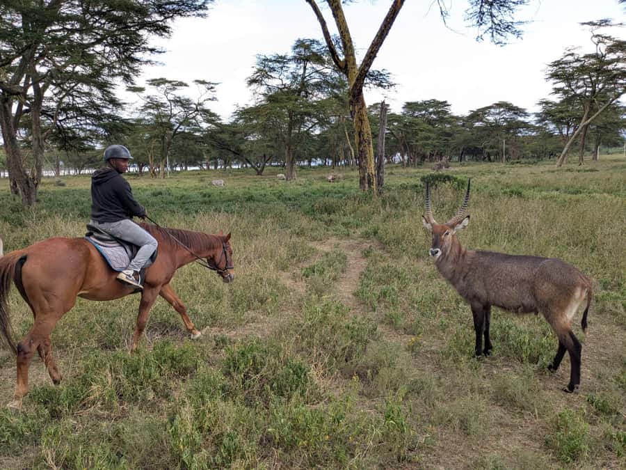 From Nairobi: Horseback Wildlife Safari with Transfer & Meal - Lunch at the conservancy restaurant