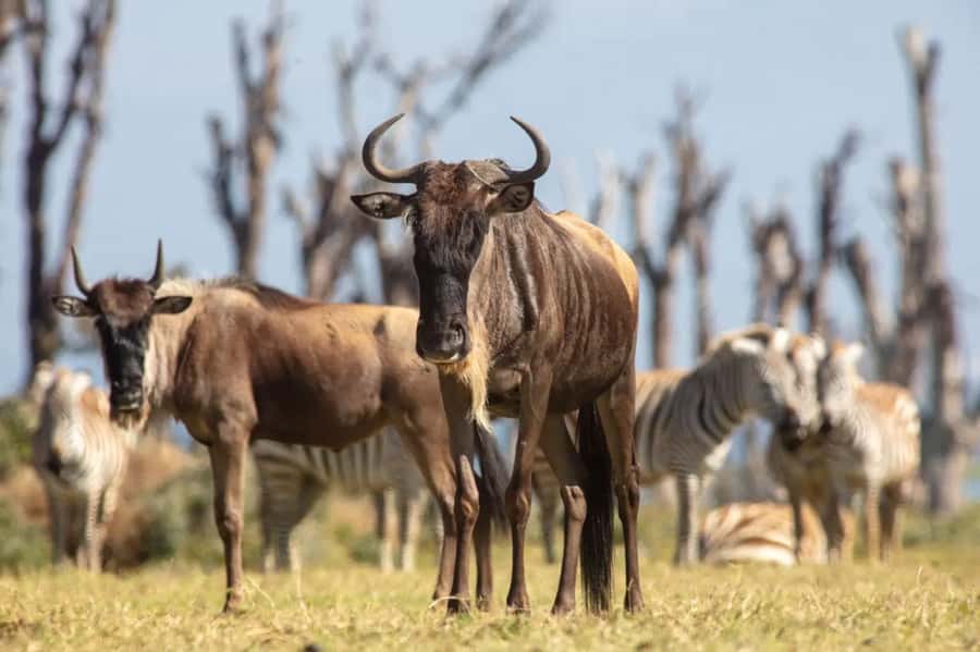 From Nairobi: Horseback Wildlife Safari with Transfer & Meal - Small details that improve the day