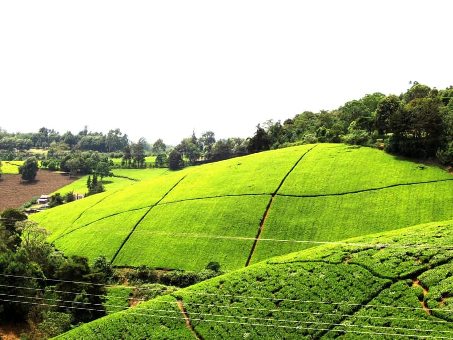 From Nairobi: Kiambethu Tea Farm Tour & Lunch - Why Kiambethu works as a Nairobi day trip