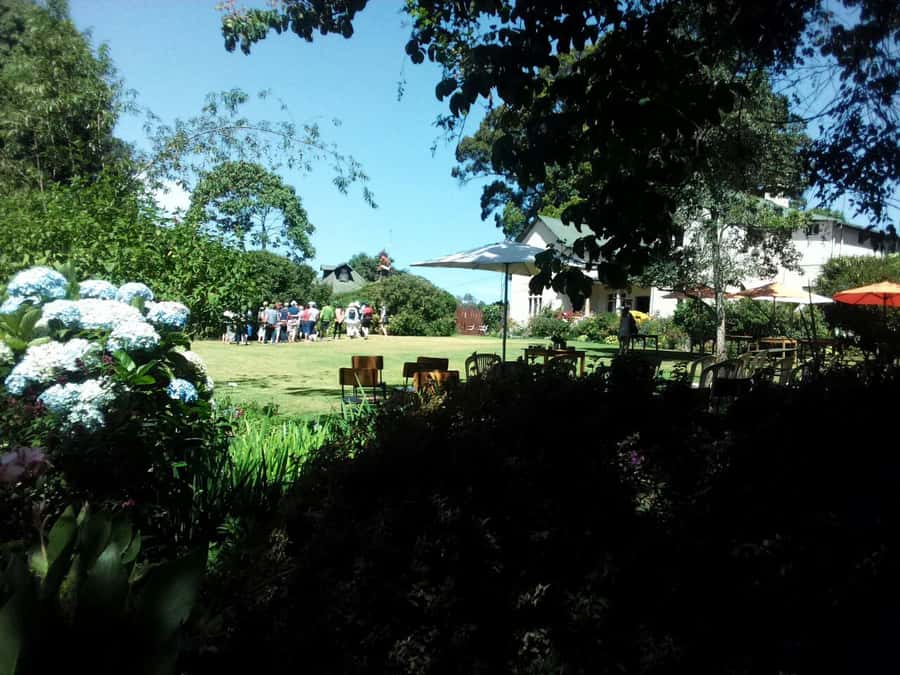 From Nairobi: Kiambethu Tea Farm Tour & Lunch - A three-course lunch gives the day its finish