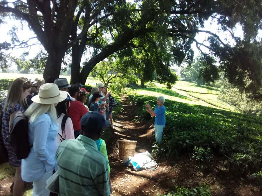 From Nairobi: Kiambethu Tea Farm Tour & Lunch - Who will enjoy this most