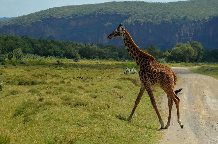 From Nairobi: Lake Naivasha and Hell's Gate Park Day Tour - Leaving Nairobi for the Great Rift Valley Viewpoint