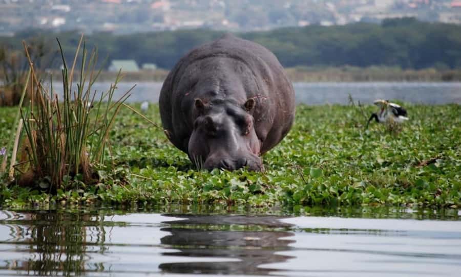 From Nairobi: Lake Naivasha and Hell's Gate Park Day Tour - Walking Under the Gorges and Into the Caves