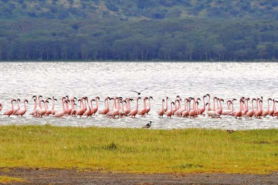From Nairobi: Lake Nakuru National Park Full-Day Tour - Four hours among Lake Nakuru’s wildlife