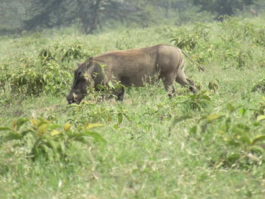 From Nairobi: Lake Nakuru National Park Full-Day Tour - Lake Nakuru’s birds and soda lake