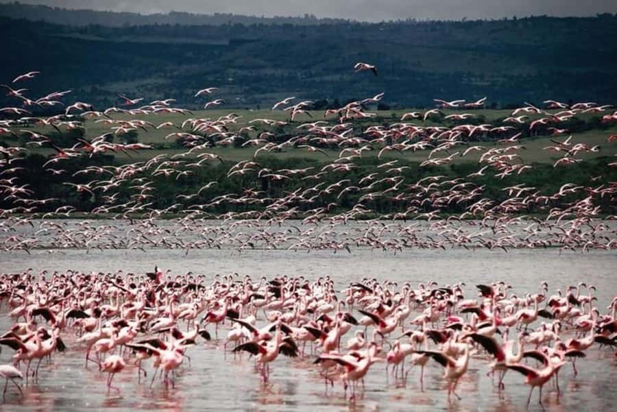 From Nairobi: Lake Nakuru National Park Full-Day Tour - Is $155 per person good value?