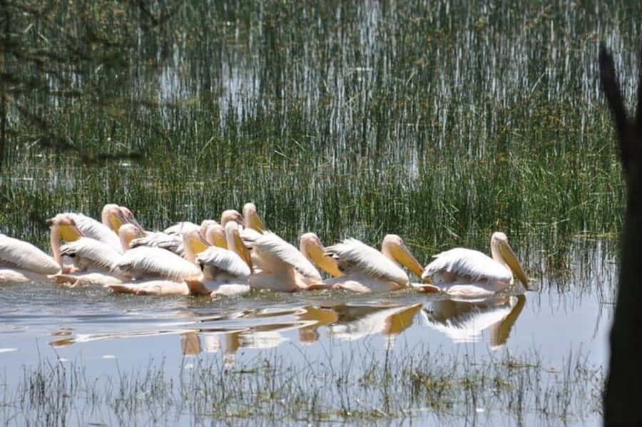 From Nairobi: Lake Nakuru National Park Full-Day Tour - Who will enjoy this outing most?