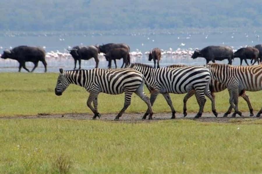 From Nairobi: Lake Nakuru National Park Full-Day Tour - The Nairobi departure and the road south