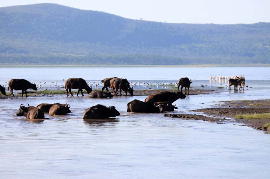 From Nairobi: Lakes Nakuru & Naivasha National Park Day Tour - Leaving Nakuru for Lake Naivasha