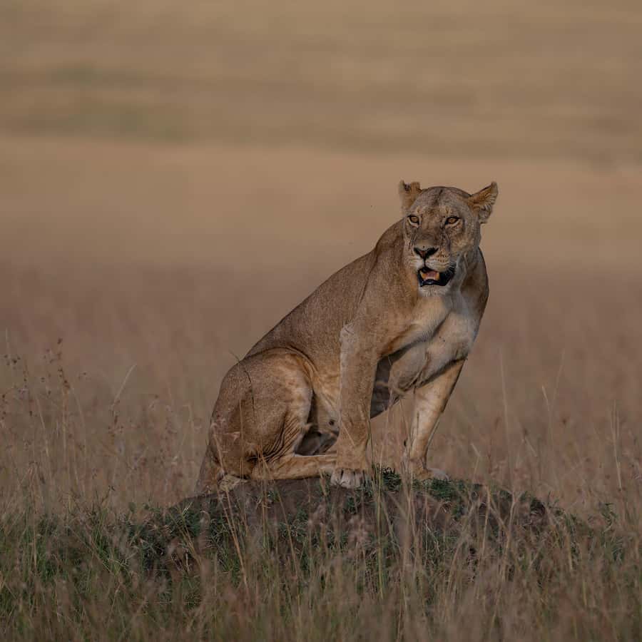 From Nairobi: Maasai Mara 1-Day Safari: AW, Lunch & Pickup - The day in brief