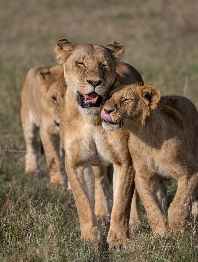 From Nairobi: Maasai Mara 1-Day Safari: AW, Lunch & Pickup - The morning game drive