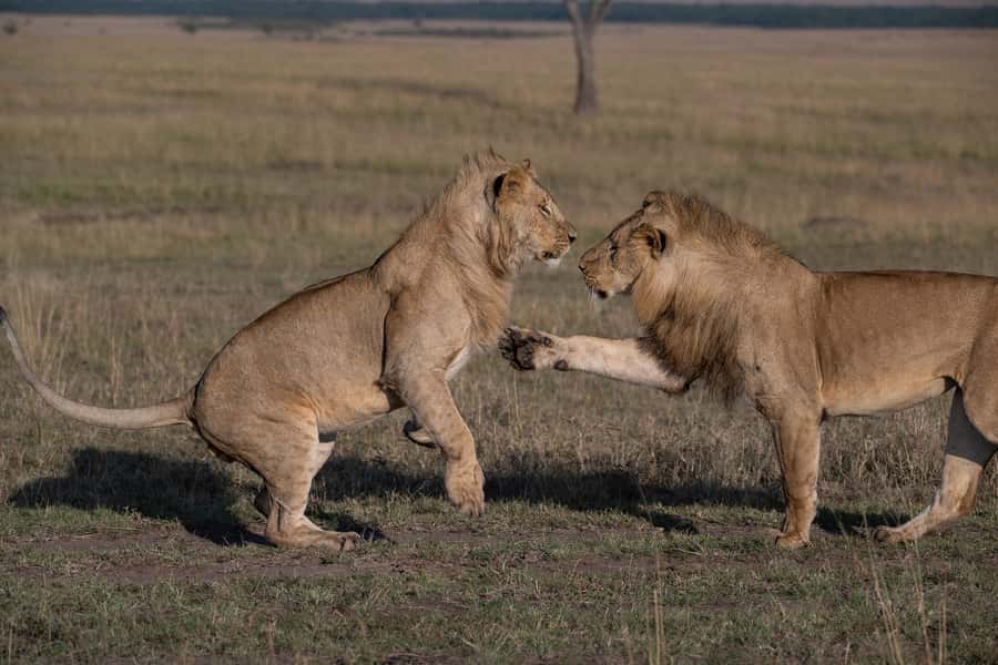 From Nairobi: Maasai Mara 1-Day Safari: AW, Lunch & Pickup - The afternoon game drive