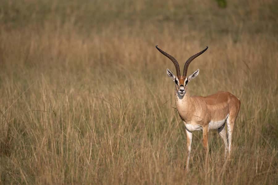 From Nairobi: Maasai Mara 1-Day Safari: AW, Lunch & Pickup - The optional Maasai village visit