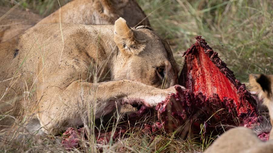 From Nairobi: Maasai Mara 1-Day Safari: AW, Lunch & Pickup - What the guides add to the day