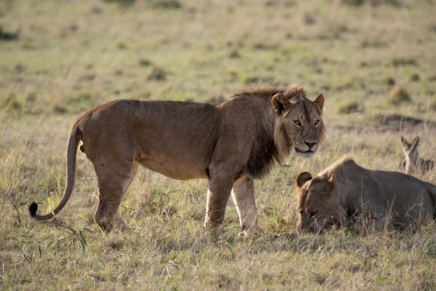 From Nairobi: Maasai Mara 1-Day Safari: AW, Lunch & Pickup - The long return to Nairobi