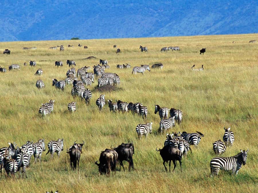 From Nairobi: Maasai Mara 3Day Budget Safari Holiday on Jeep - The first evening inside Maasai Mara