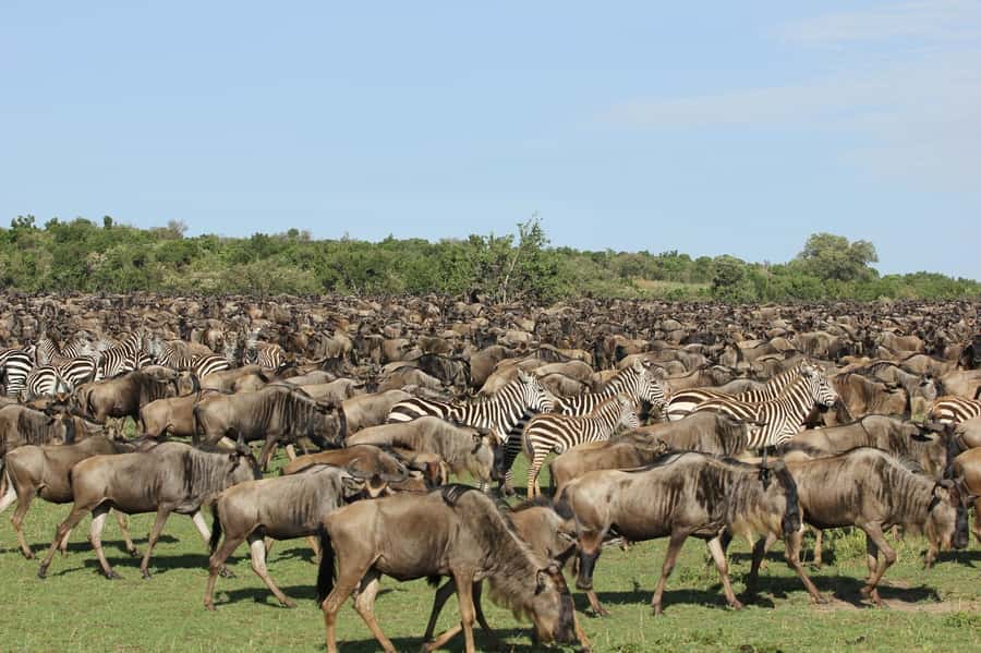 From Nairobi: Masai Mara 3-day Camping Safari by Jeep - The Land Cruiser makes animal watching easier