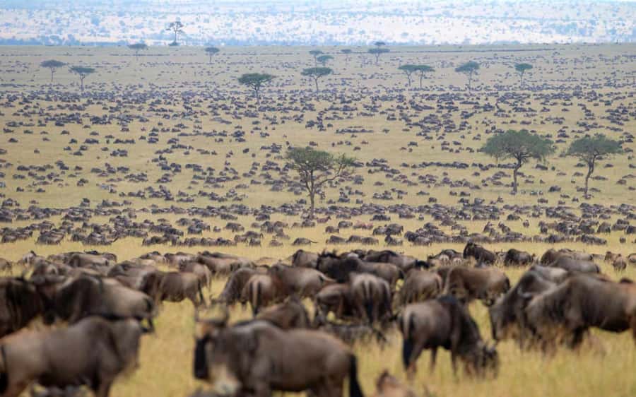From Nairobi: Masai Mara 3-day Camping Safari by Jeep - Day two: a full day across the Masai Mara