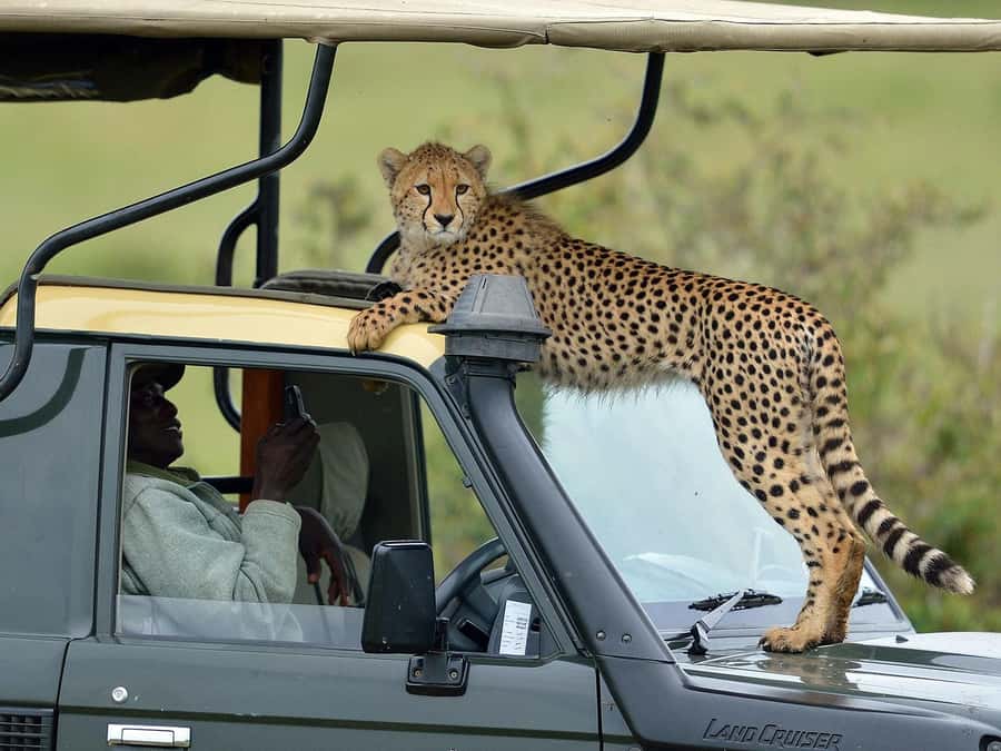 From Nairobi: Masai Mara 3-day Camping Safari by Jeep - Guide quality and the importance of confirming details