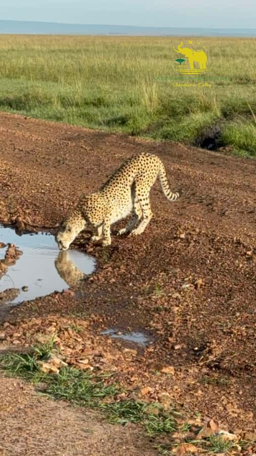 From Nairobi to Masai Mara Reserve & Village visit Day trip - A Nairobi start before dawn