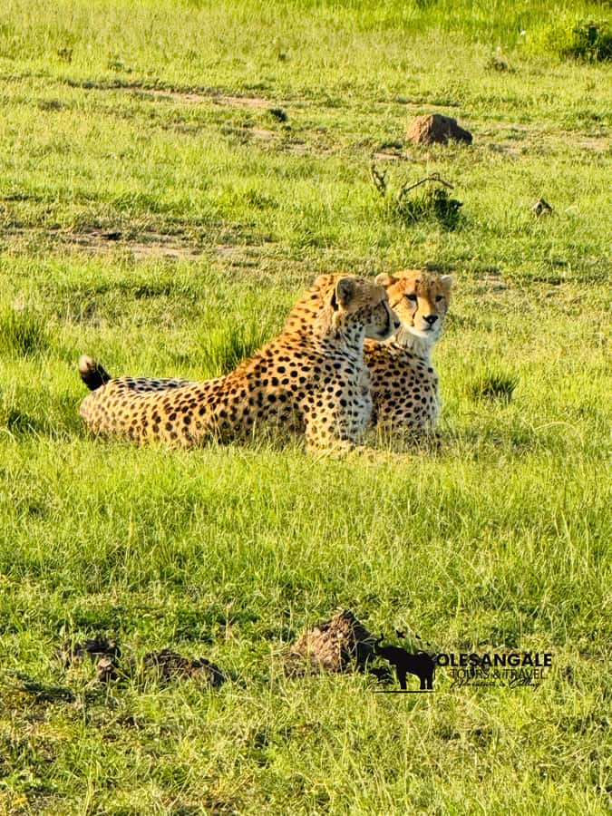 From Nairobi to Masai Mara Reserve & Village visit Day trip - Four hours among Mara wildlife