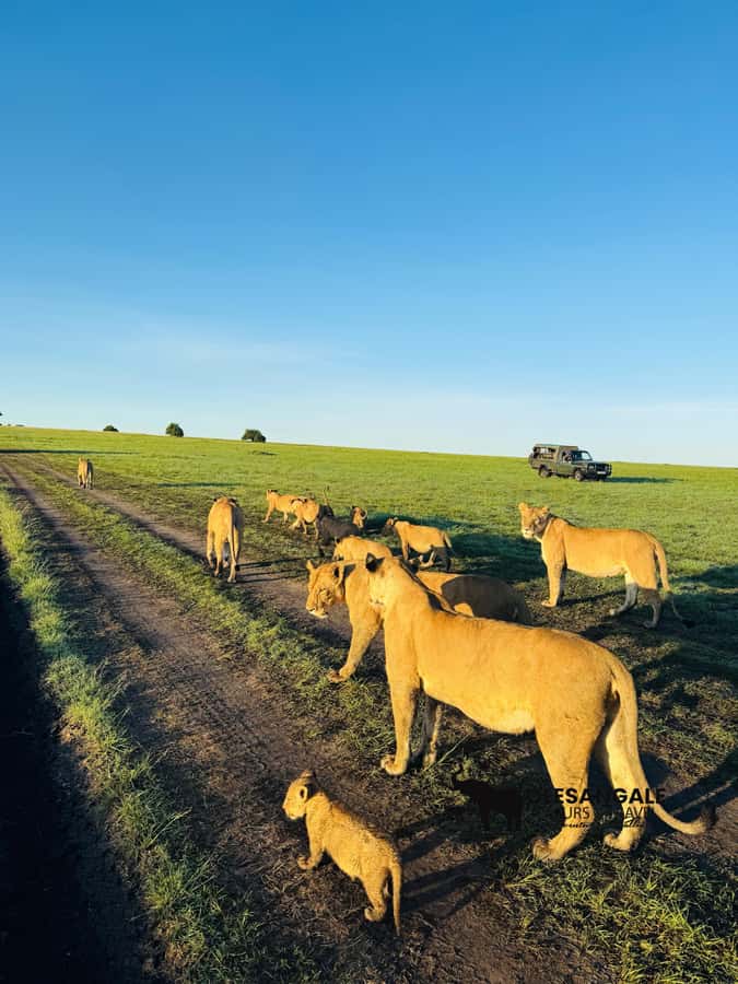From Nairobi to Masai Mara Reserve & Village visit Day trip - The Great Migration and seasonal timing