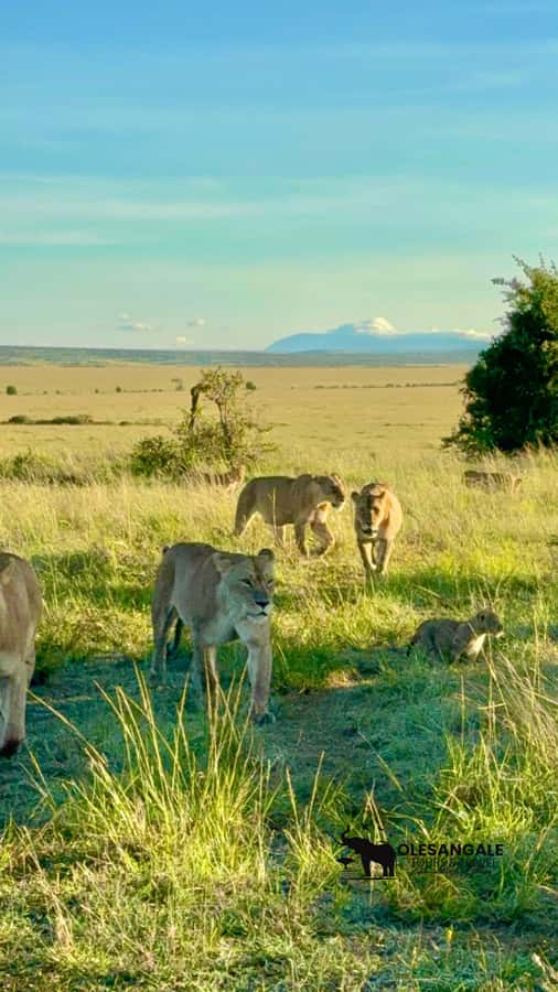 From Nairobi to Masai Mara Reserve & Village visit Day trip - A short Maasai village visit