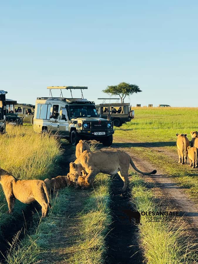 From Nairobi to Masai Mara Reserve & Village visit Day trip - What the real price looks like