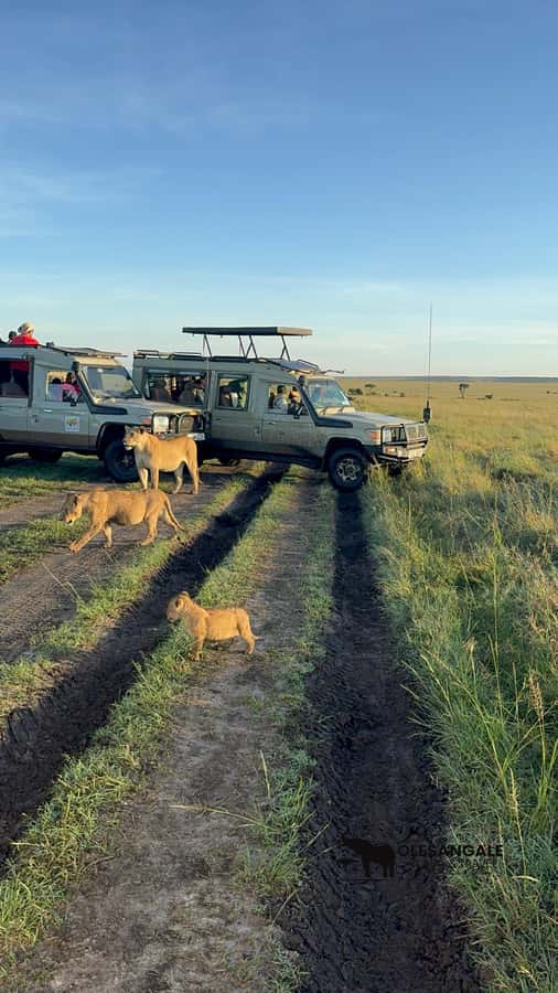 From Nairobi to Masai Mara Reserve & Village visit Day trip - Guide service and vehicle comfort